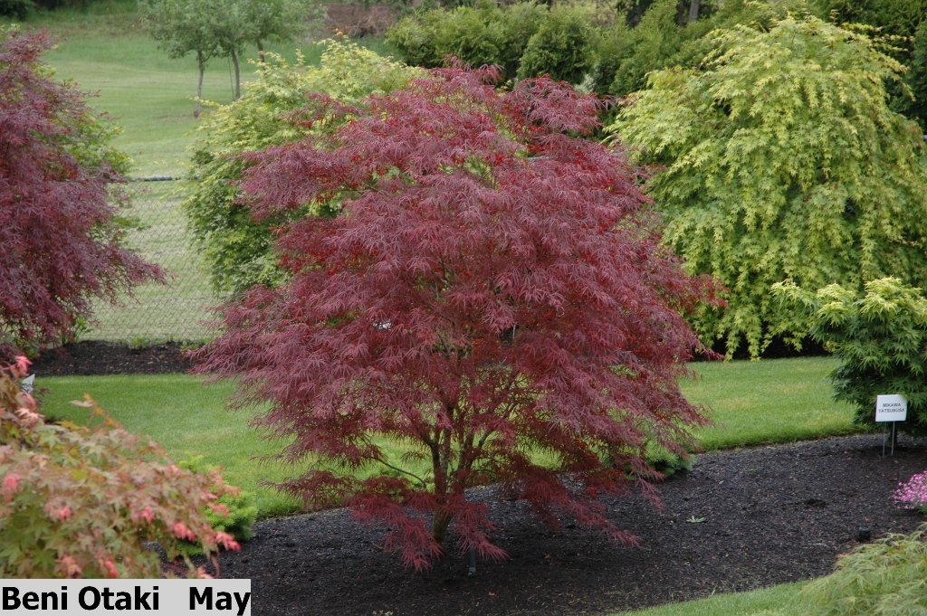 Acer palmatum 'Beni Otake'