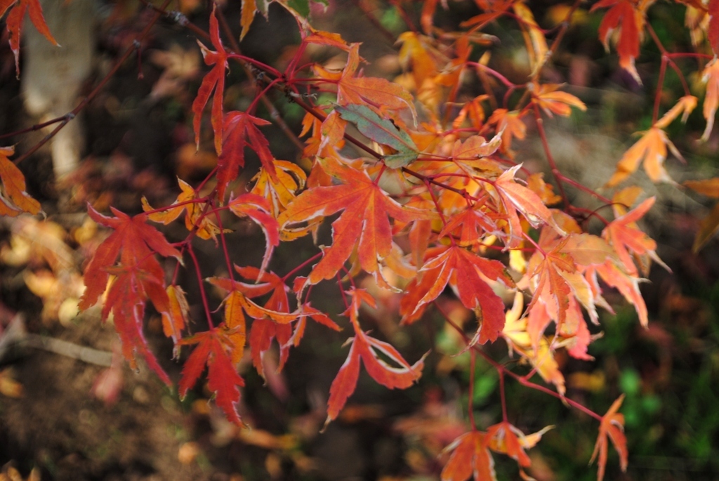 Acer palmatum 'Beni Schichihenge'