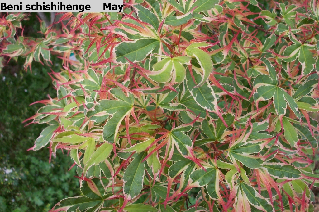 Acer palmatum 'Beni Schichihenge'