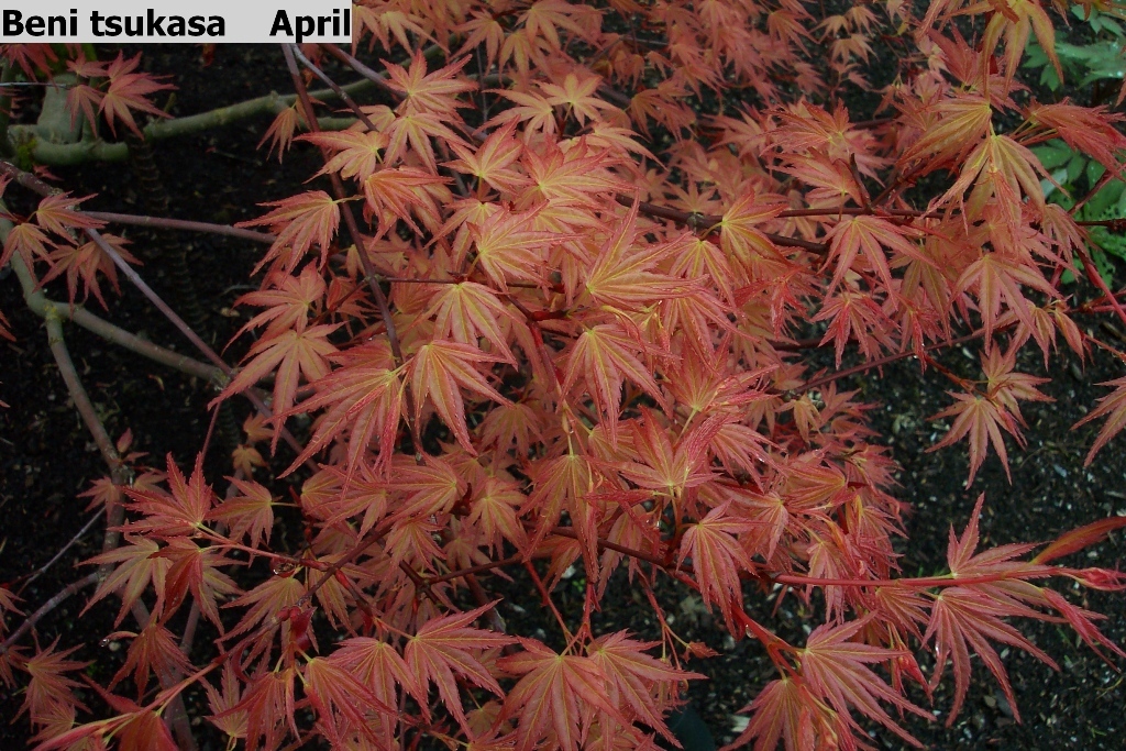 Acer palmatum 'Beni tsukasa'