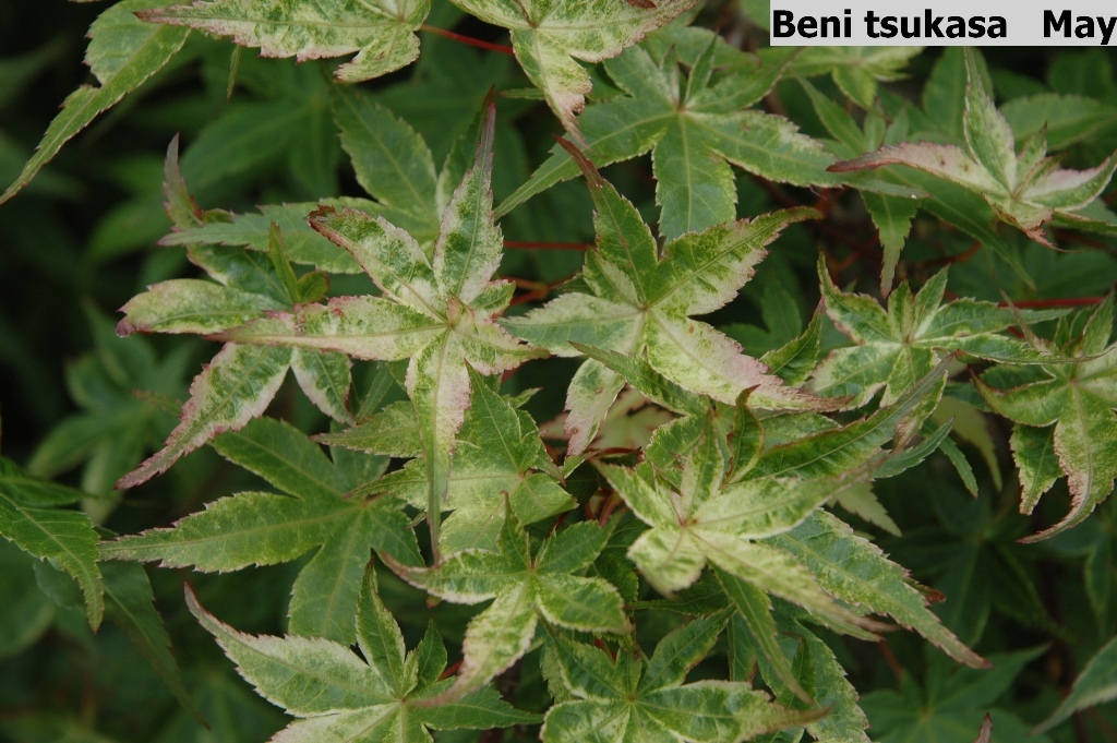 Acer palmatum 'Beni tsukasa'
