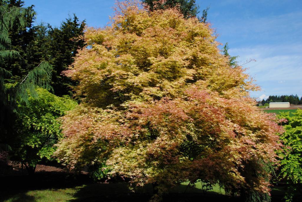 Acer palmatum 'Beni tsukasa'