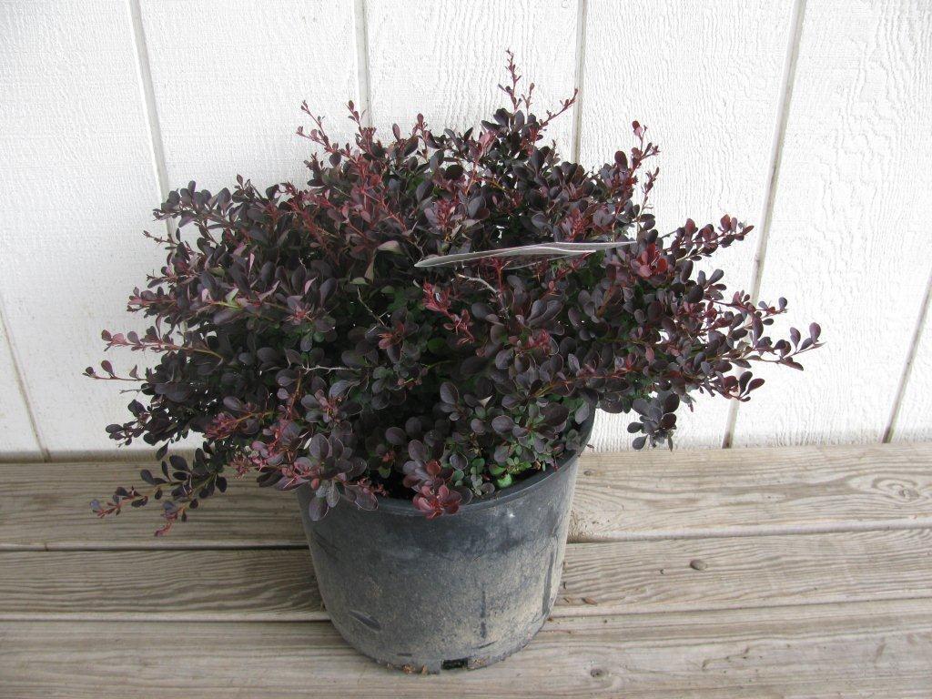Berberis thunbergii 'Royal Burgundy'