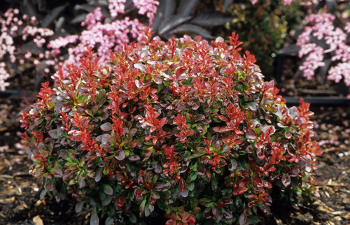 Berberis thunbergii var. atropurpurea 'Bagatelle'