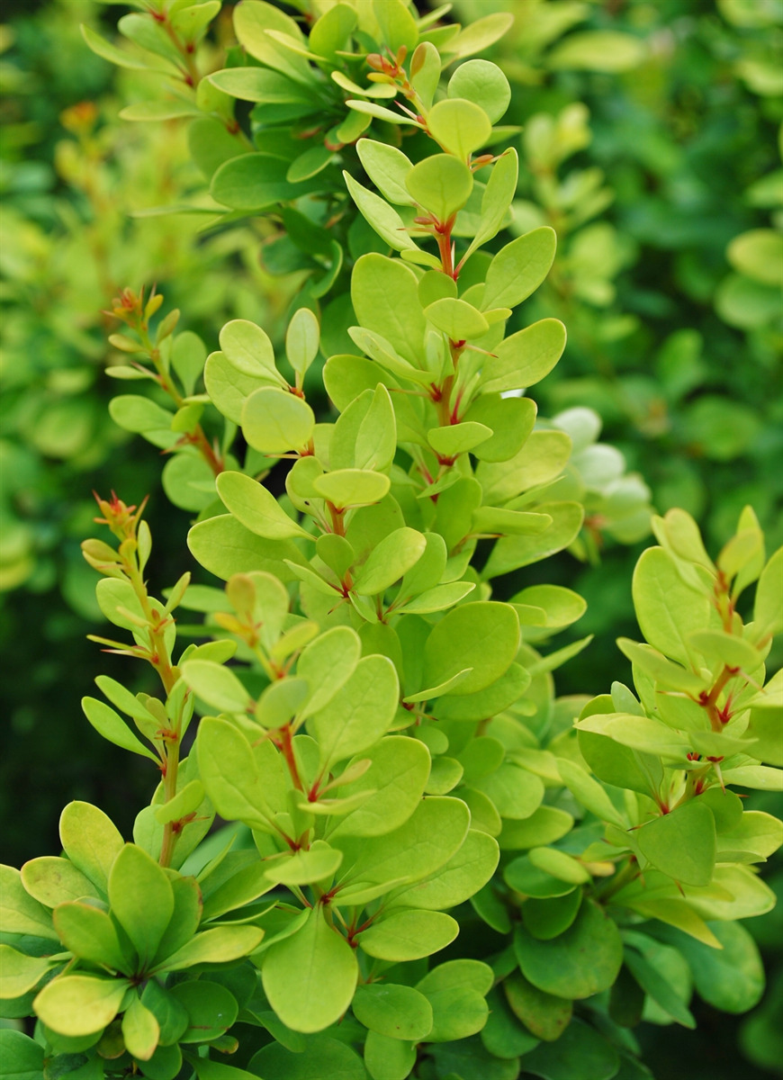 Berberis thunbergii 'Golden Rocket' PP18626