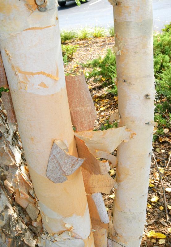 Betula nigra