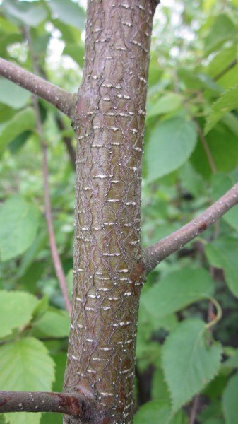Betula papyrifera