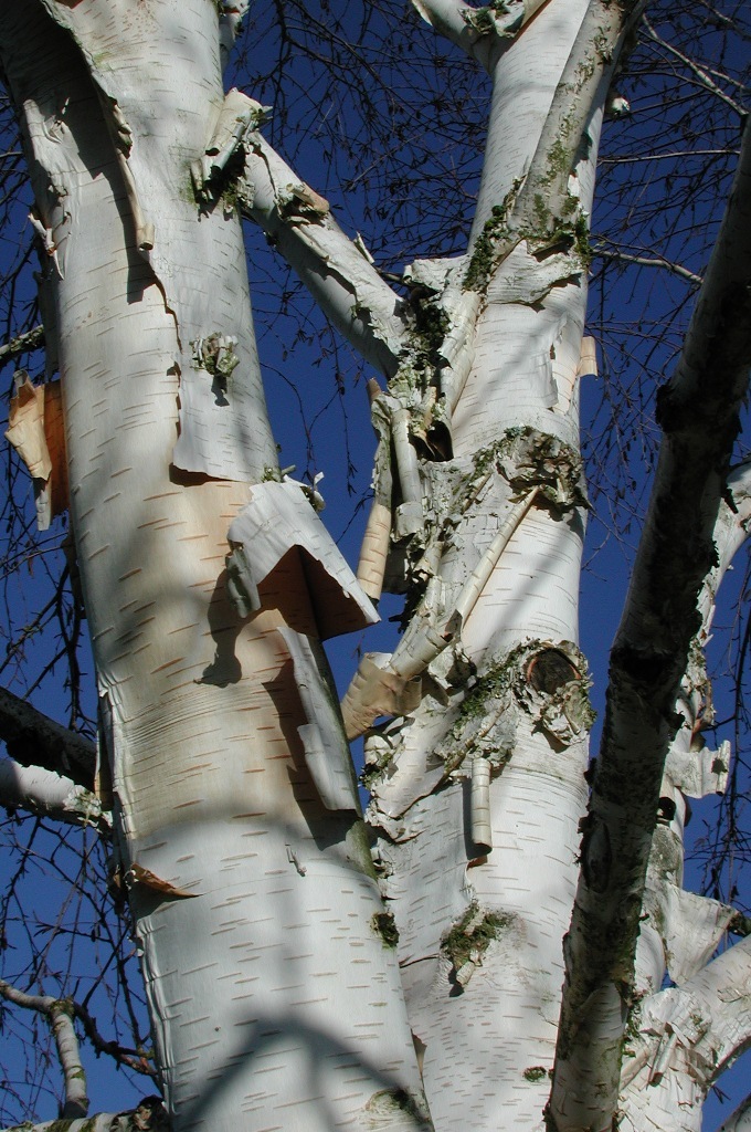 Betula utilis var. jacquemontii