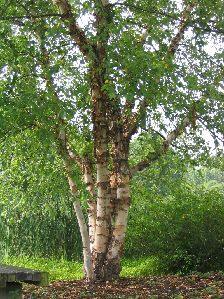 Betula nigra 'Cully'