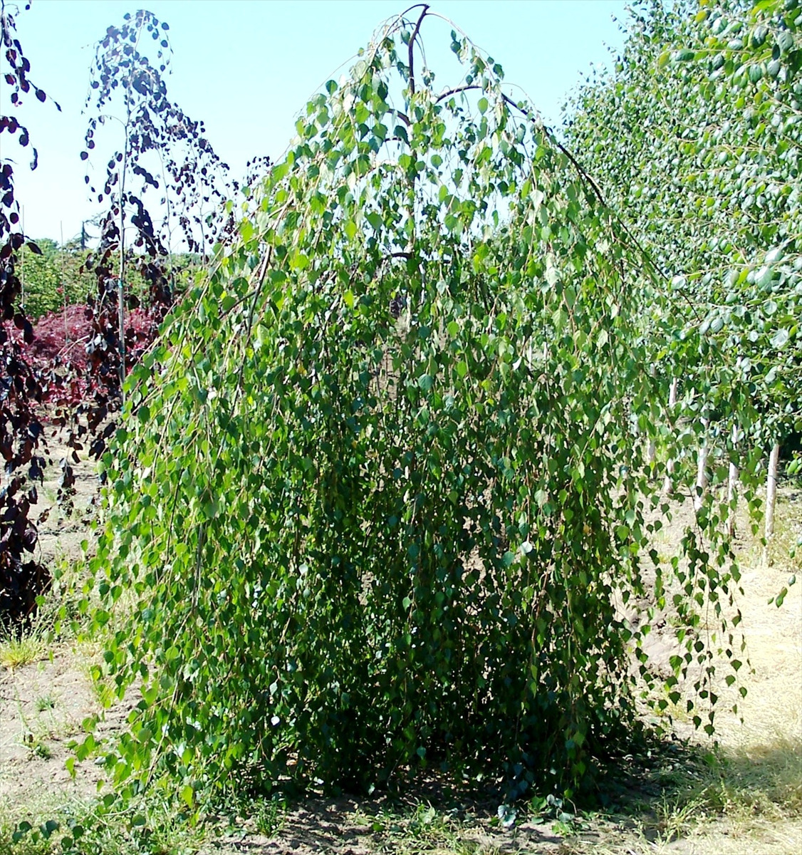 Betula pendula 'Youngii'