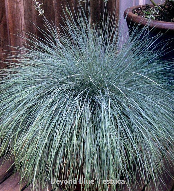 Beyond Blue™ Festuca | Sunset Western Garden Collection