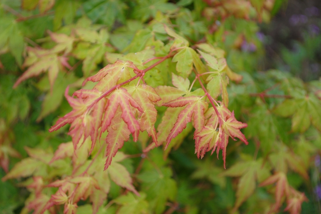 Acer palmatum 'Bihou'