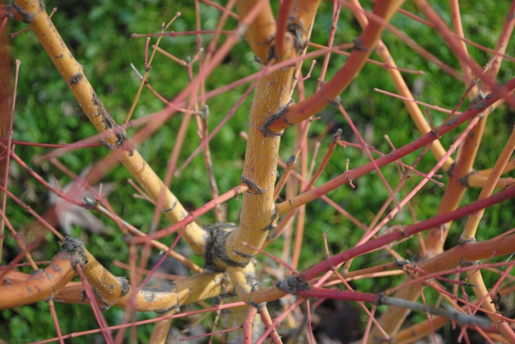 Acer palmatum 'Bihou'