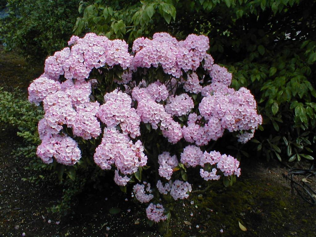 Kalmia Big Boy