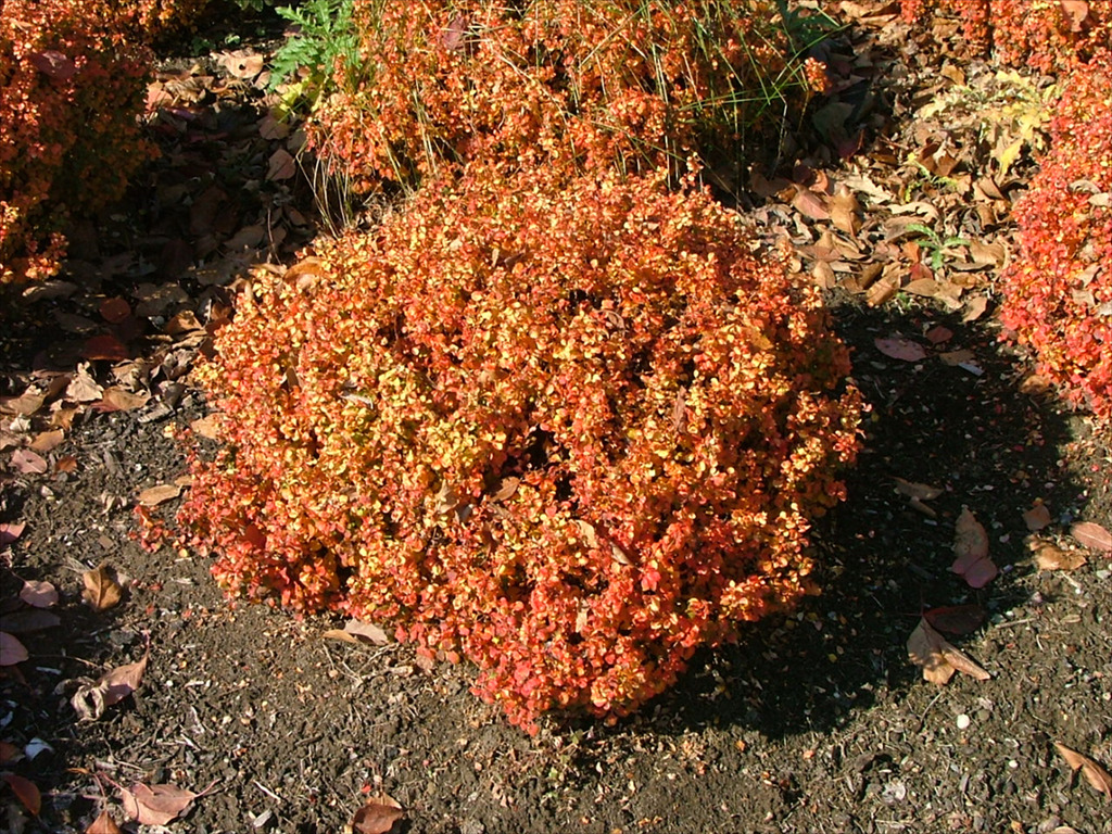 Berberis thunbergii 'Bogozam'