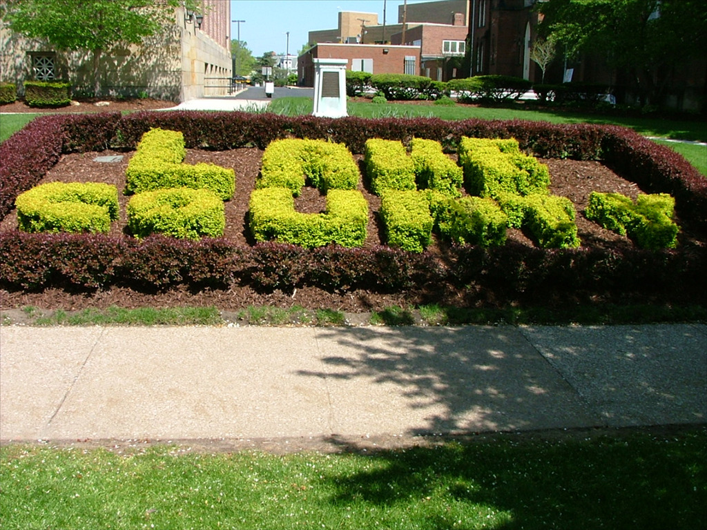Berberis thunbergii 'Bogozam'