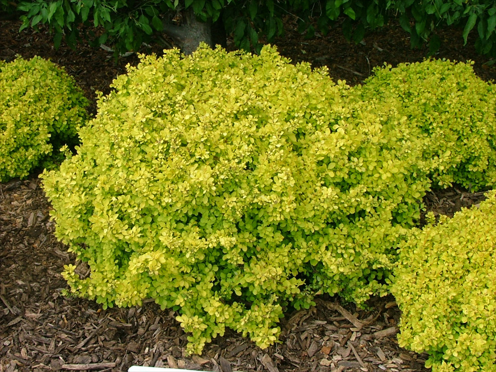 Berberis thunbergii 'Bogozam'