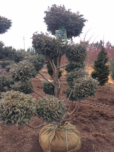 Chamaecyparis pisifera 'Boulevard' Pom Pon