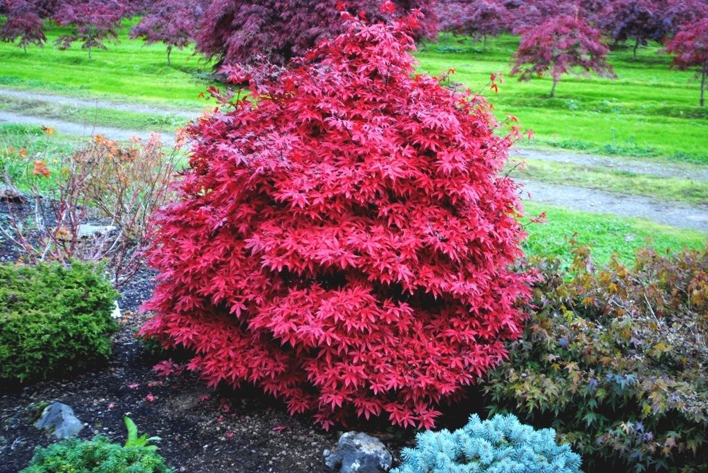 Acer palmatum 'Brandt's Dwarf'