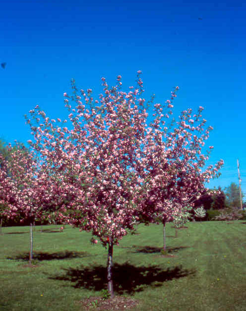 Malus 'Branzam'