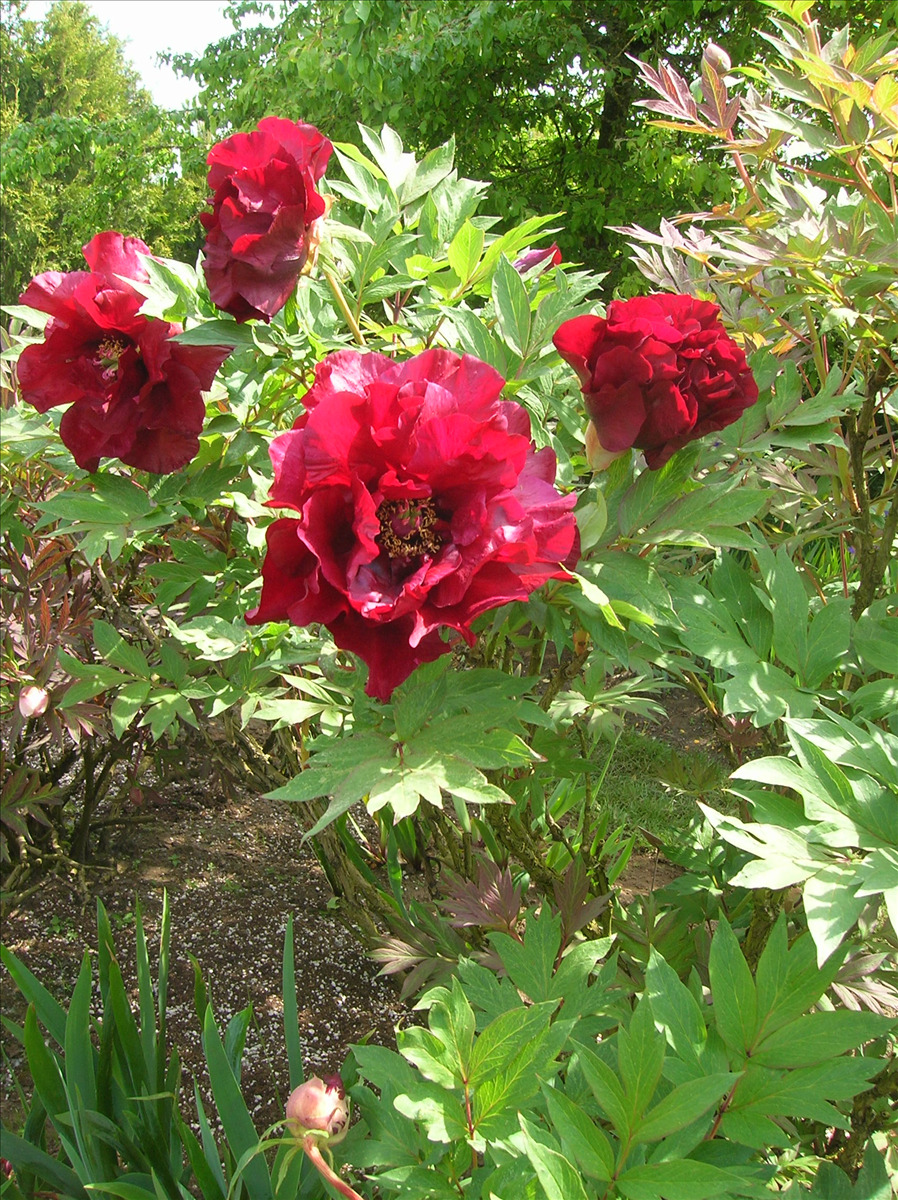 Paeonia