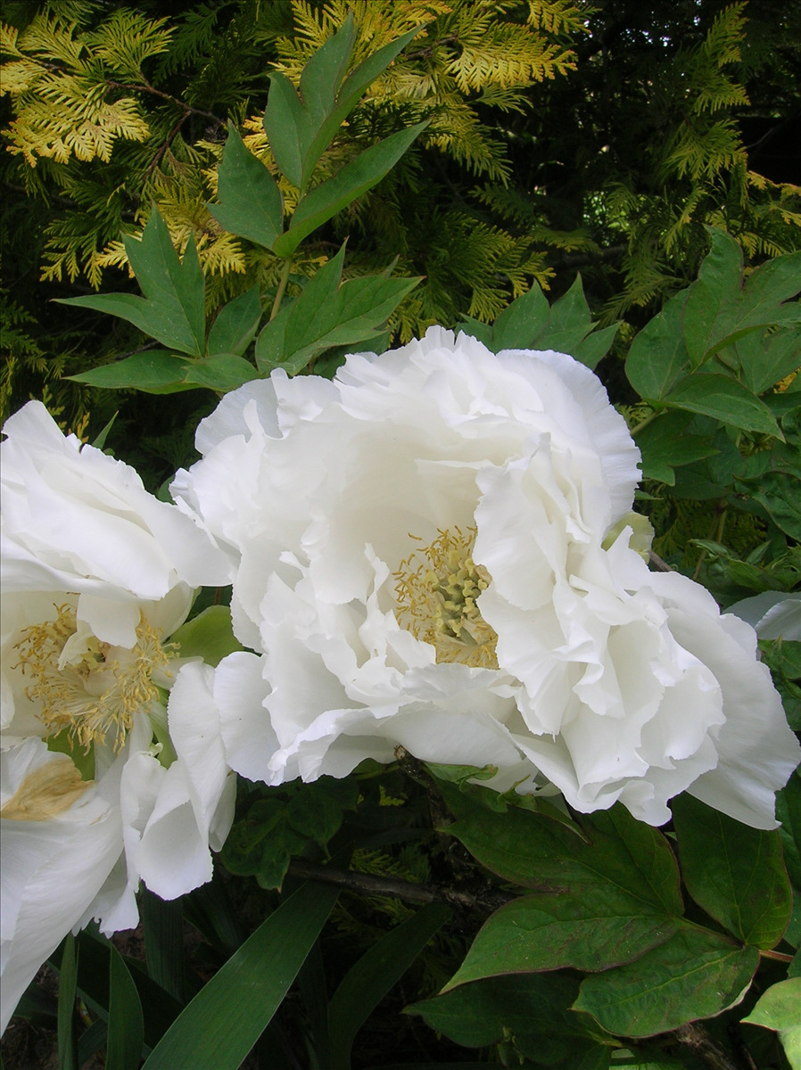 Paeonia