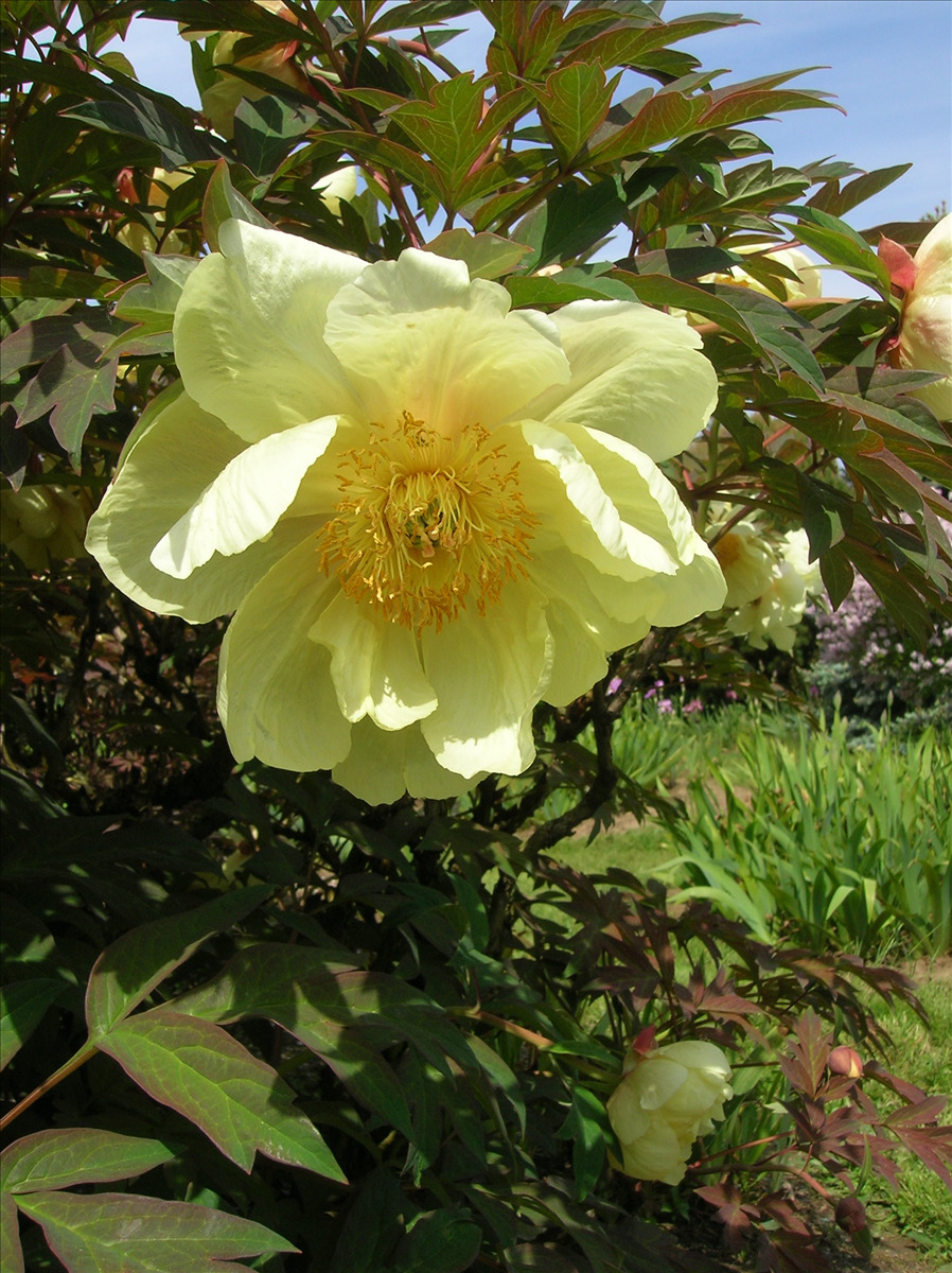 Paeonia