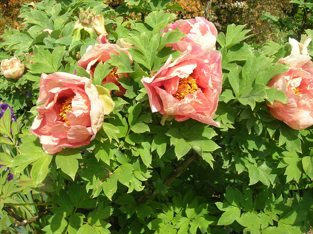 Paeonia