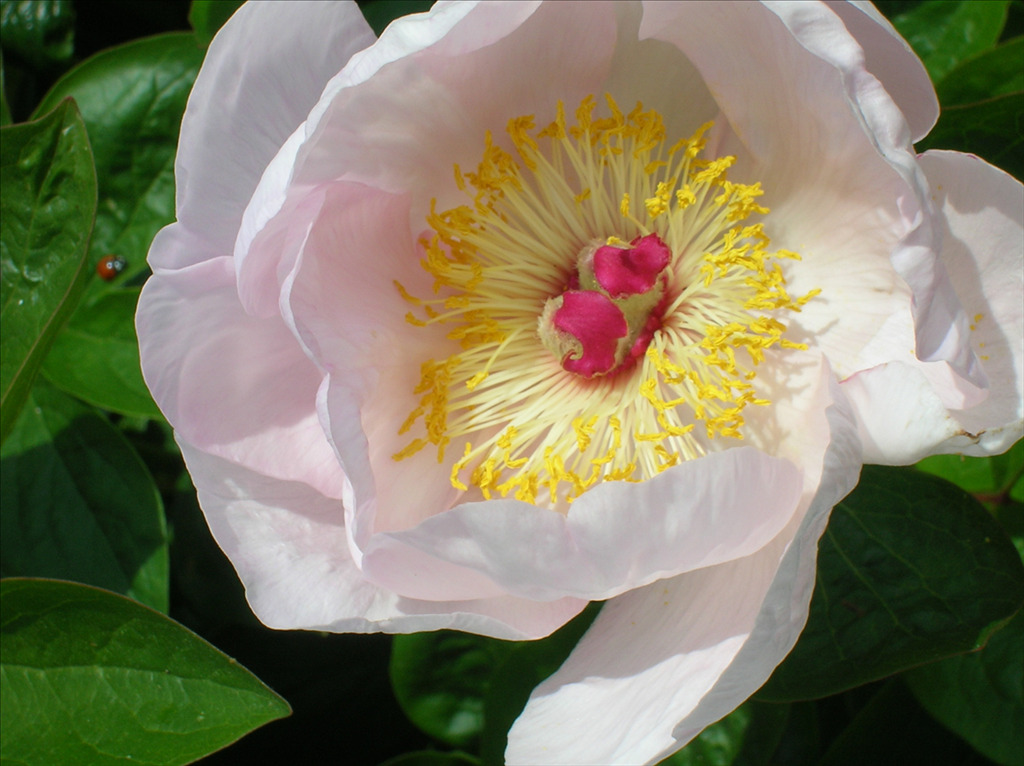 Paeonia