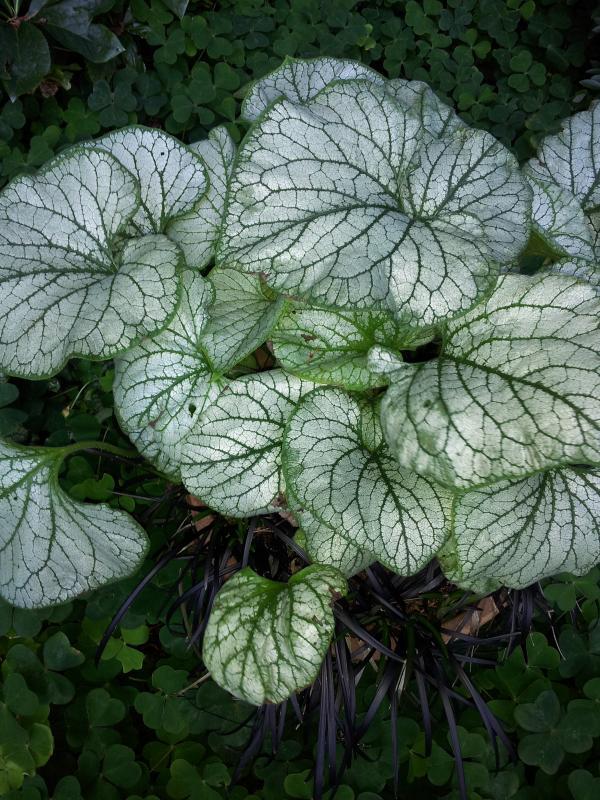 Brunnera macrophylla 'Jack Frost' PP13859