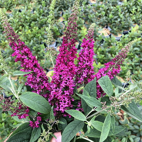 Lo & Behold Ruby Chip® Butterfly Bush