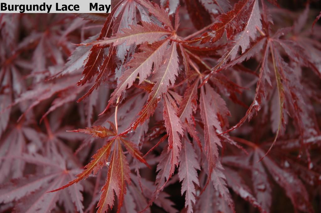 Acer palmatum 'Burgundy Lace'