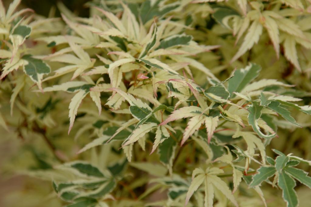 Acer palmatum 'Butterfly'
