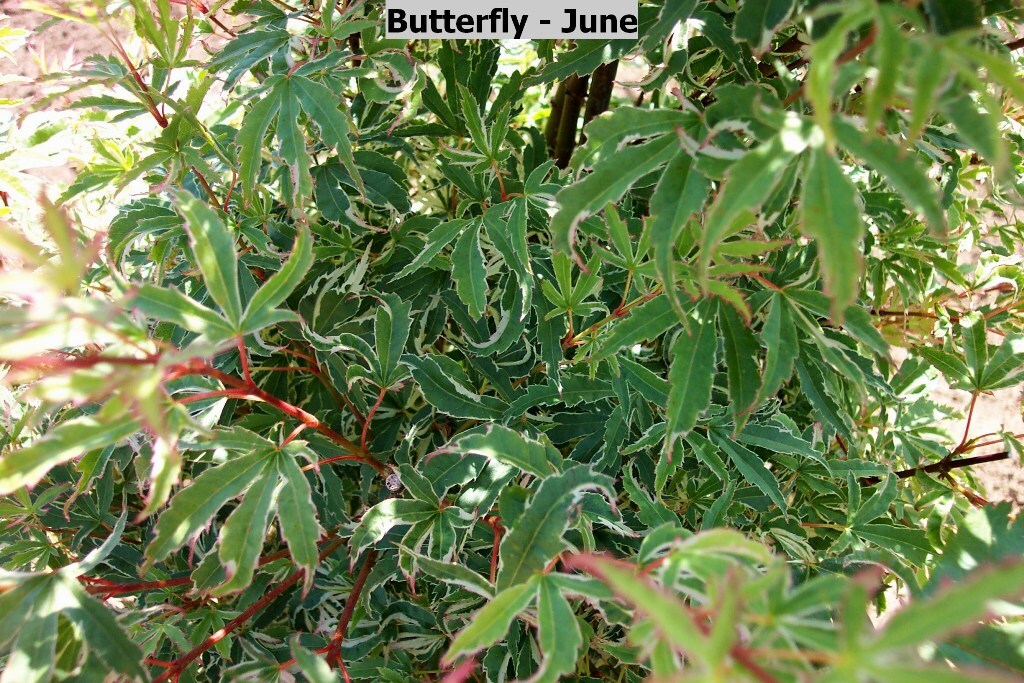 Acer palmatum 'Butterfly'