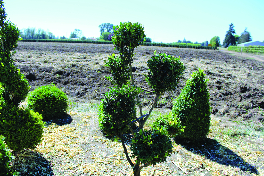 Buxus x 'Green Mountain' Topiary