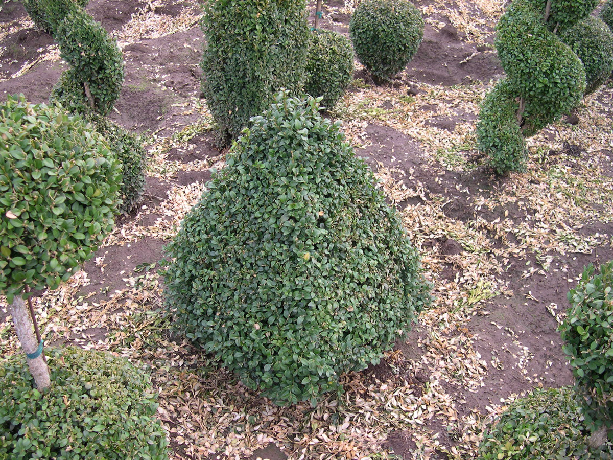 Buxus x 'Green Mountain' Pyramidal