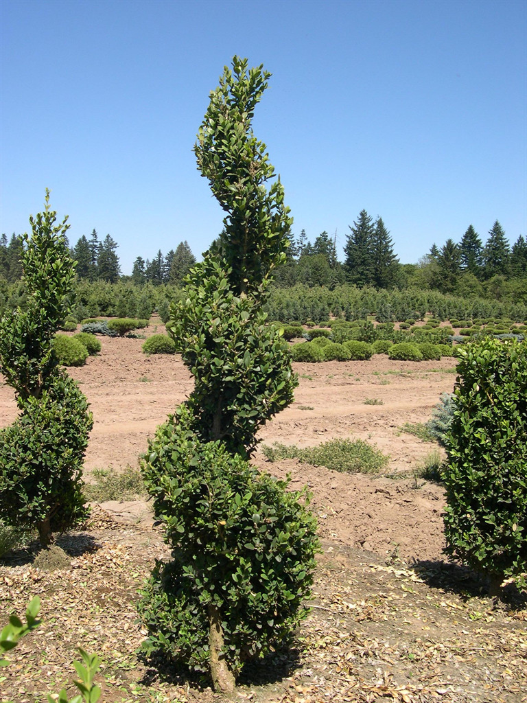 Buxus x 'Green Mountain' Spiral