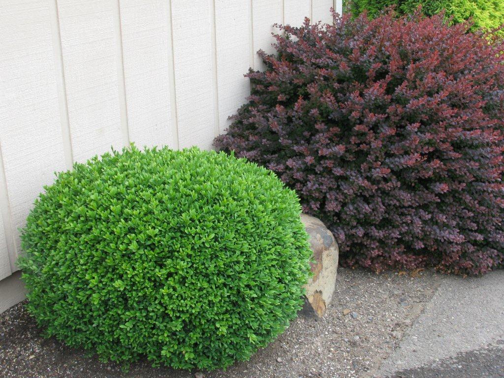 Buxus microphylla 'Green Gem'
