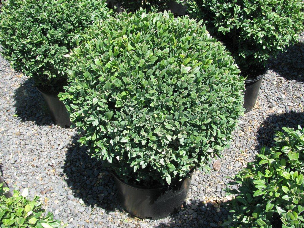 Buxus sempervirens 'Newport Blue' Globe Form