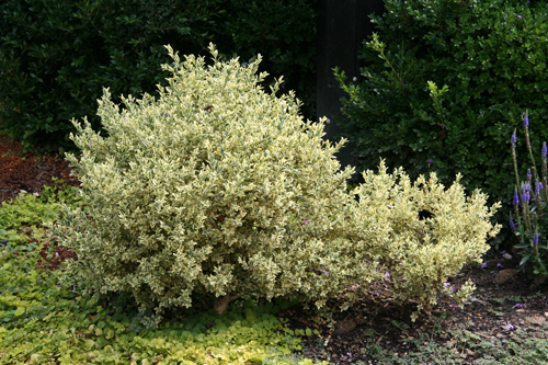 Buxus sempervirens 'Aureo-variegata'