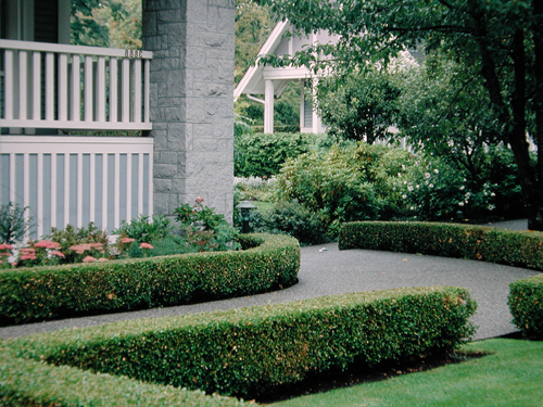 Buxus sempervirens 'Suffruticosa'