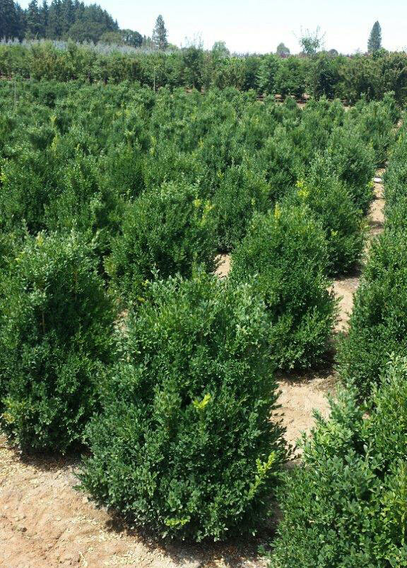 Buxus sempervirens (Photo: Eshraghi Nursery)