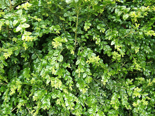 Buxus sempervirens Std.