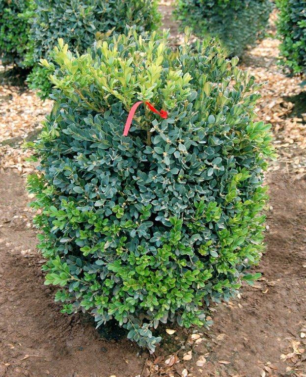 Buxus x 'Green Mountain'