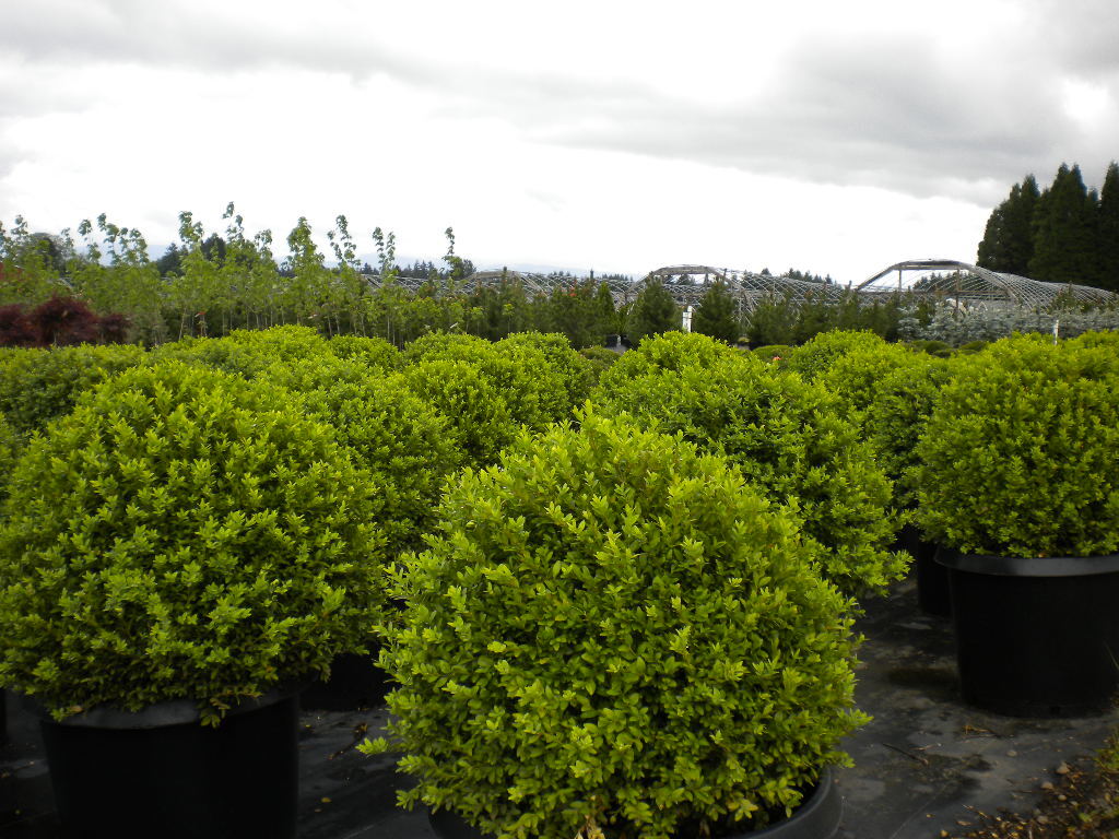 Buxus sempervirens