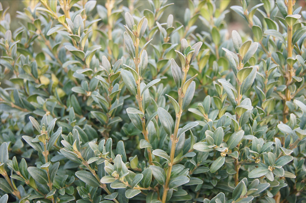 Buxus sempervirens 'Newport Blue'
