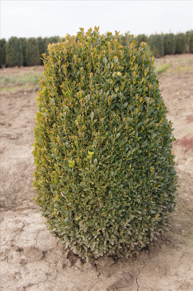 Buxus sempervirens 'Suffruticosa'