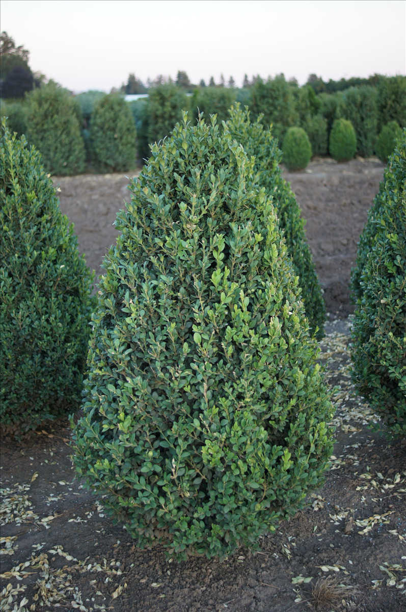 Buxus x 'Green Mountain' Cone