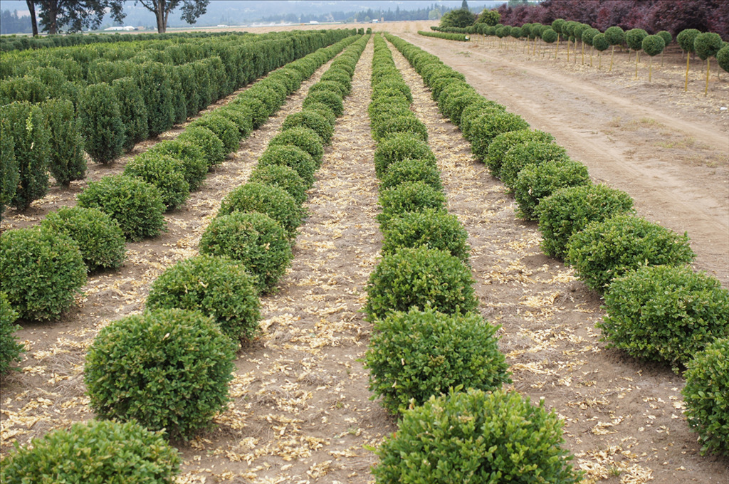 Buxus x 'Green Velvet'