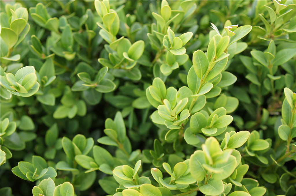 Buxus x 'Green Velvet'